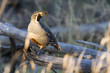 California Quail