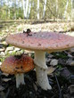 Fliegenpilze