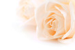 Floral background of two delicate high key beige roses Floral background of two delicate high key beige roses