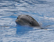 Photo: PLAYFUL FISH PLAYFUL FISH