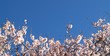 Mandelblüte