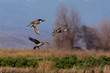 Northern Pintail in Flight