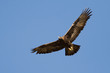 Golden Eagle Soaring