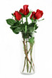 Red roses in vase on white background