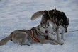 Chiens de Traineau