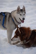 Chiens de Traineau