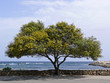 San Teodoro, Akazie, Acacia