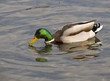 Canard colvert en train de boire Canard colvert en train de boire
