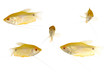 Yellow fish. 