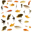 Fish collection