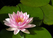Water Lily