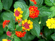 fleurs de lantana