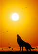 Wolf at sunset