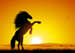 Wild horse at sunset rearing up