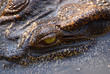 the eye of crocodile
