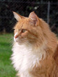 chat roux 