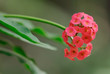 Fleur rouge