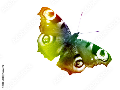 Photo: papillon papillon