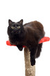 black cat