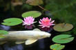 Koi Pond