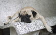 Foto: fatigué fatigué