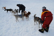 Chiens de Traineau