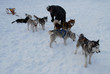 Chiens de Traineau