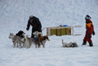 Chiens de Traineau