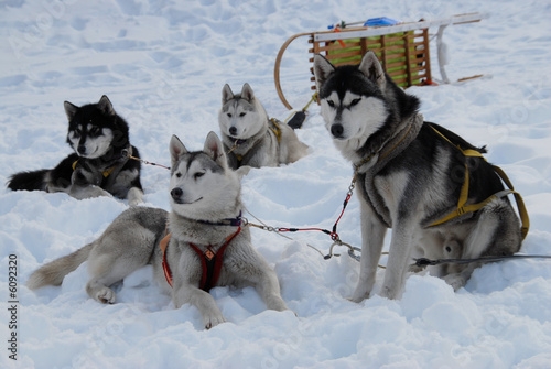 Chiens de Traineau