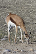 antilope