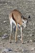 antilope