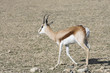 antilope