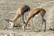 antilopes