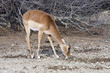 antilope