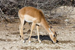 antilope