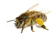 Bee on White