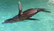 Seal2