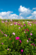 Champ fleuri avec ciel bleu et nuages Champ fleuri avec ciel bleu et nuages