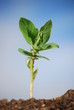 Broadbean
