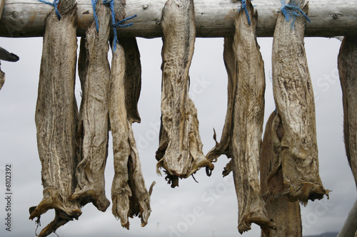 Photo: Dried monkfish on stack Dried monkfish on stack