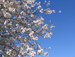 Flores de amendoeira