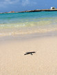 Seestern_Strand
