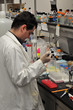 Scientist in a laboratory of biology