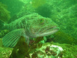 Ling Cod 1 Ling Cod 1