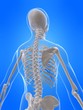 rückansicht eines skeletts rückansicht eines skeletts