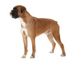 Boxer dog in perfect pose!