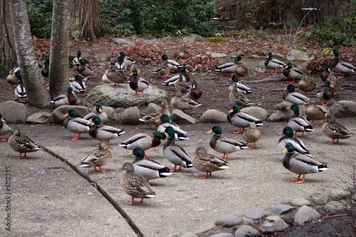 Photo: ducks ducks
