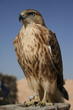 Falcon portrait