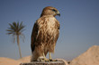 Falcon portrait I