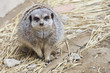 suricate